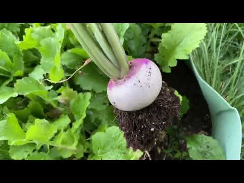 Harvesting Turnips!!!!