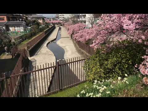 京都をウロウロ❣️    「淀の河津さくら」