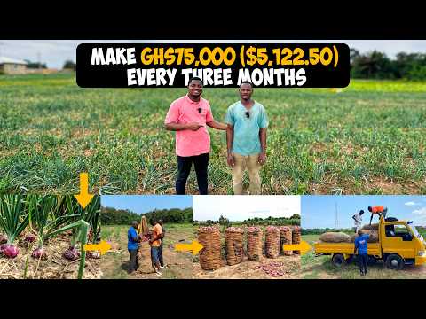 How To Make GHS75,000($5,122.50) Every Three Months From Just an Acre of Onion Farm in Ghana #onion