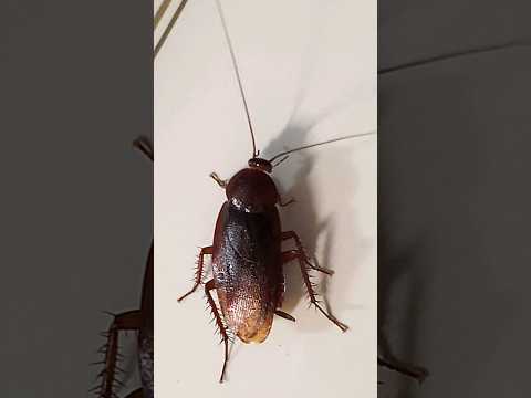 Huge Flying Cockroach 🦗 #cockroach #shortsvideo #youtubeshorts #shortsviral #shorts