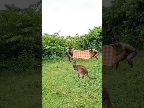 Kangaroo🦘real catching in vfx jungle _ short videos 📸 #shorts #vfxshorts #jungle #animals #wildlife