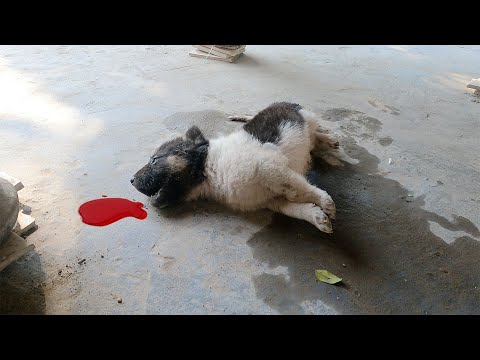 A Helpless Dog Suffering a Seizure – Desperately Waiting for Someone to Save It!