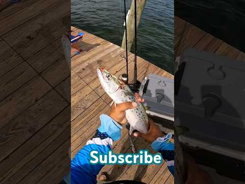 nice MACKEREL! #spanishmackerel #saltwater #fishing #viral #subscribe #fyp #livebait