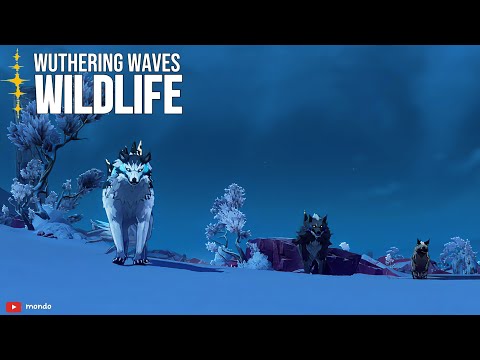 TDs Wildlife Documentary | Dreadmanes | Wuthering Waves