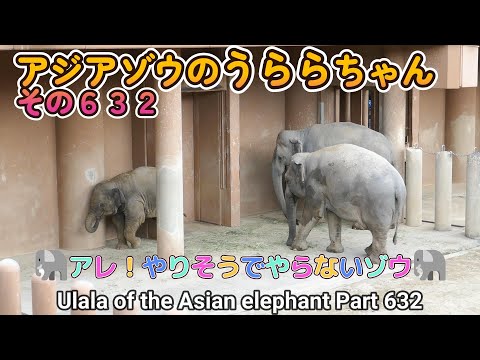 アジアゾウのうららちゃん（６３２）🐘アレ！やりそうでやらないゾウ🐘（東山動植物園）Ulala of the Asian elephant Part 632