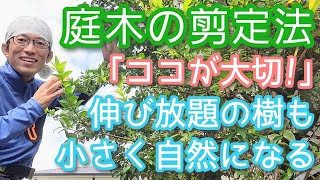 【庭木剪定のコツ】小さくできて自然に見える手入れのポイントを解説します(2024年9月)🌳☝️