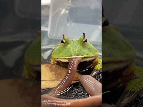 AVOCADO the PACMAN FROG eats a GIANT EARTHWORM! Surinam Horned Frog (Ceratophrys cornuta) #shorts