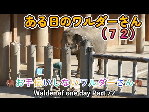 ある日のワルダーさん（７２）🦣お手伝いしないワルダーさん🦣（東山動植物園）Warder of one day Part 72