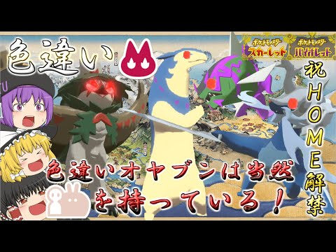 【ポケモンSV】ヒスイ地方でゲットしまくった色違いオヤブン共！お前ら当然でっかいあかし持ってるに決まってるよなぁ！！（今更）【ゆっくり実況】