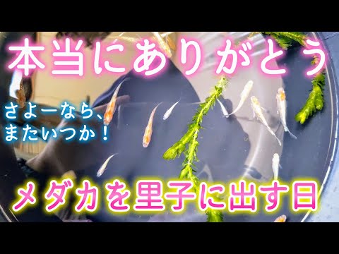 【メダカ】めだかを里子に出す日涙😭さよーならまたいつか！お世話させてくれてありがとう 🥲‎増えすぎた規模の縮小種類を減らす#飼育#ビオトープ