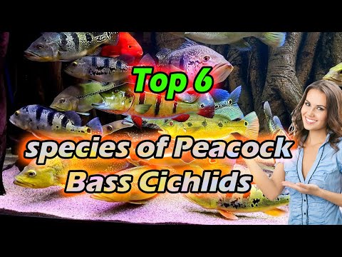 TYPES OF PEACOCK BASS - Peacock Bass Species