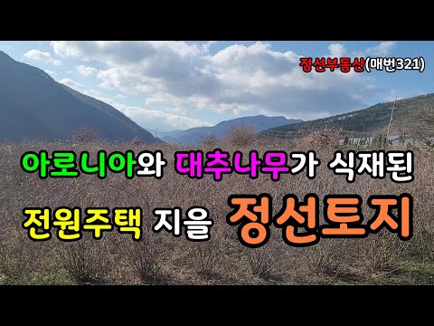 아로니아와 대추나무가 식재된 가성비 좋은 전원주택용 정선토지 / 정선토지박사