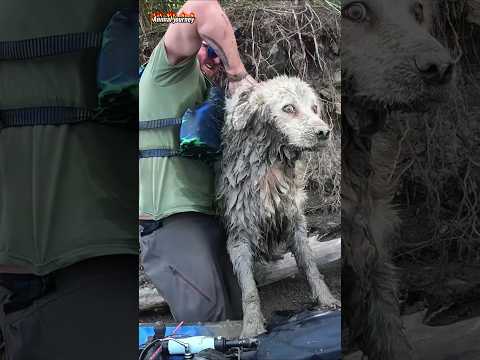 Part 2 This Man found a dog stuck under a huge log and... #rescue #rescuedog