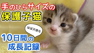 手のひらサイズの保護子猫 ほぼ天使な10日間の成長記録