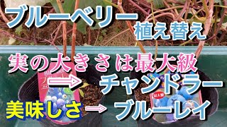 【ブルーベリー植え替え】実の大きさは最大級(チャンドラー)