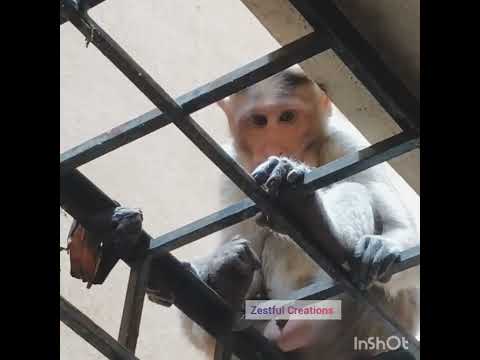 Cute Macaque Monkey  #monkey #monkeyvideo #monkey#funny #funnyanimal#macaque  #longtail#india#free