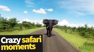 Top 20 Incredible Safari Moments Caught on Camera