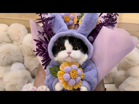 12 Hours Of Calming Music for Cats 🐈 Sleep Music for Cats ♬ Sleep Music for Anxious Cats