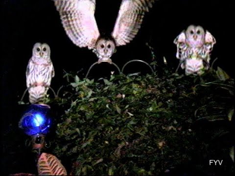 Owls n Pond Life FYV