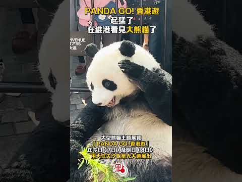 起猛了！在維港看見大熊貓了 What! Panda escape to Victoria Harbour? #香港 #香港大熊貓 #大熊貓 #panda