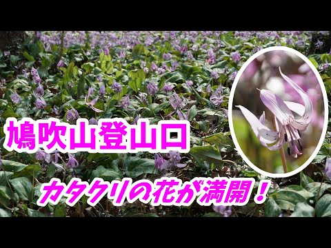 鳩吹山登山口に咲いてるカタクリの花が満開です！