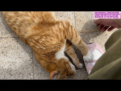 Stray cats live tough lives despite the heat Fukuoka Prefecture PANORA.CHANNEL