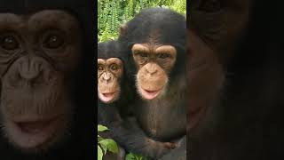 Return Chimpanzees to their Forest 2 #apes #chimpanzee #wildlife #orangutan