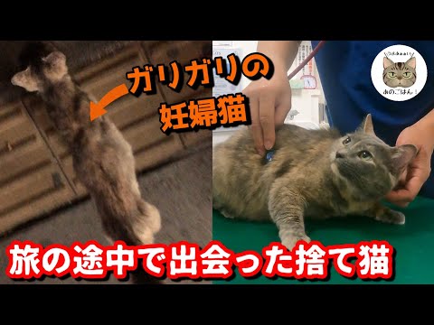 旅先で出会った妊婦猫保護から4年後再度病院へ行った理由とは！？