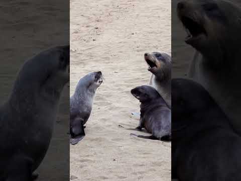 Seals in 60 Seconds: Amazing Facts You Didn't Know!