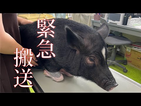 Emergency transport of pig to hospital.