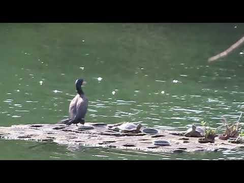 Of Cormorant and Turtles