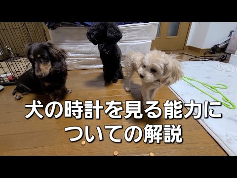 「犬の時計を見る能力についての解説。なぜ犬は定期的なアクティビティを感知できるのか？」