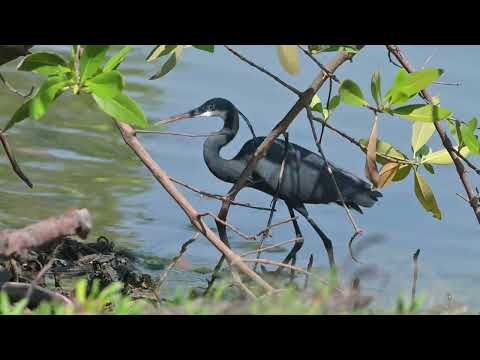 Western Reer-Heron (Egretta gularis) - Allehein River (Gambia) 18-11-2024