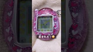 Tamagotchi Connection ぴんくらめ が我が家にやってきたぞ～！【祝 ケータイかいツー！ たまごっちプラス ぴんく】