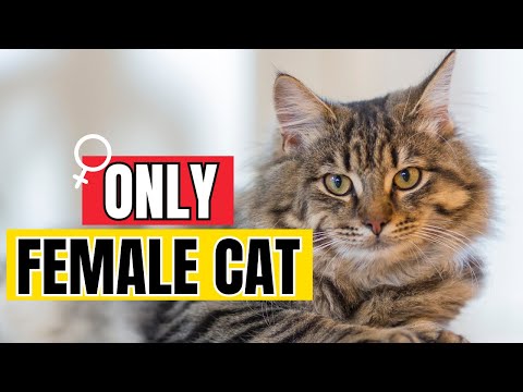 8 Female Cat Behaviors That Prove They're Secretly in Love with You!