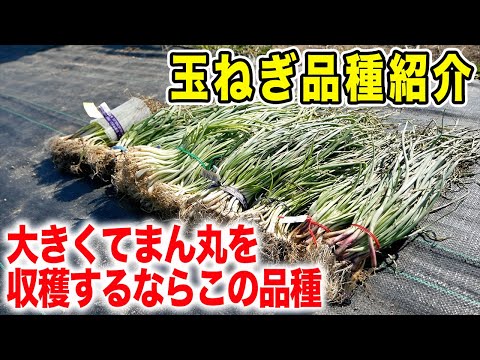 【玉ねぎ苗】デカくてまん丸な玉ねぎを作るならこれ！オススメ品種紹介