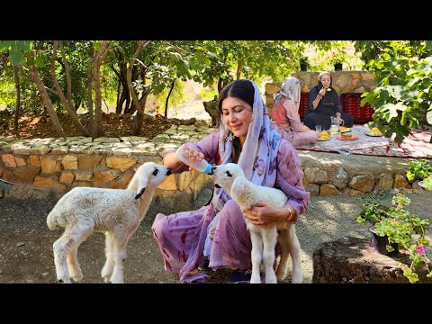 Cooking Authentic Pakistani Biryani and Caring for Lambs in the Village