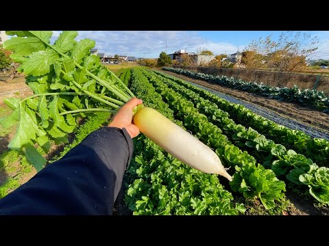 大根をギュウギュウ詰めで育てたら立派になりました【密植栽培】株間は○cmでOK