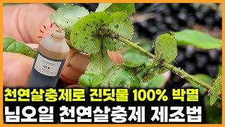 천연살충제로  진딧물🐛 "100%" 박멸☠ feat. 님오일 천연살충제 제조법 비법공개[🦸‍♂️식물방위대👨‍🌾]