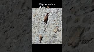 Goats 🐐 Defying Physics. 🤯⛰️⚛️ #goatsdefyinggravity #goats #physics #facts #shortfacts #shorts