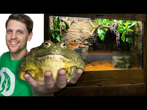 My Giant Bullfrog Needed a New Home - Samson's Story