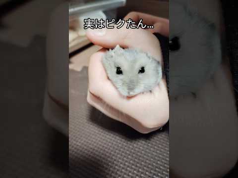 もふもふ手乗りハムスター（ピク）#ハムスター #hamsters #cute #ジャンガリアンハムスター #cute #手乗りハムスター #可愛い #癒し