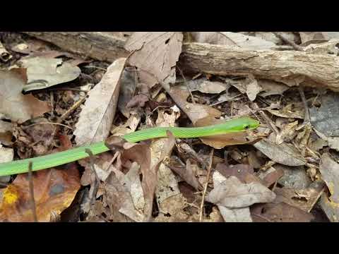 Rough Green Snake