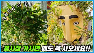 겨울 꽃시장 가시면 이 식물도 꼭 사오세요!! 평생 분갈이할 필요없고 향기까지 좋은 식물!!