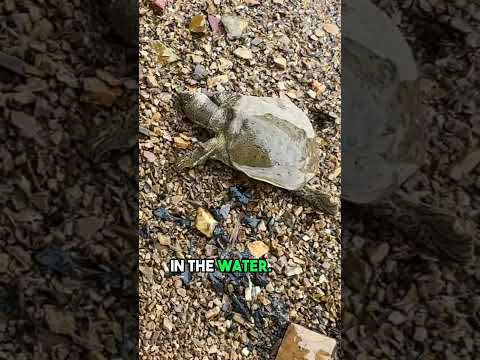 The Cutest Baby Turtle Released into the Wild