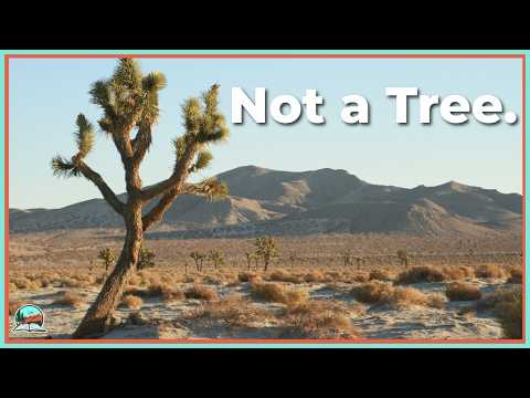 Joshua Trees, Explained