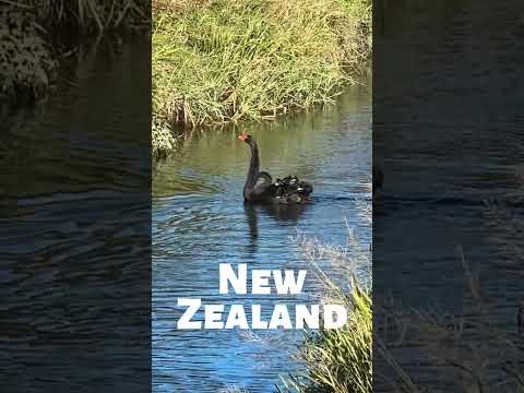 Retirement Travelers: Wild BLACK SWANS in New Zealand #shorts