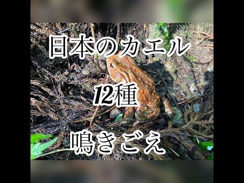 日本のカエル【12種】鳴き声（聞き比べ）