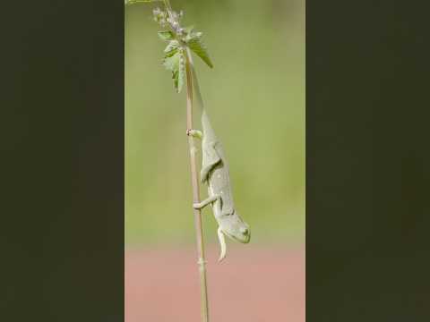 Chameleon running away! When you’re just trying to blend in but life calls for a quick getaway!