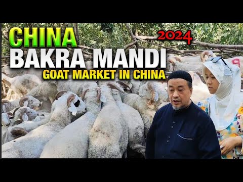 Cheapest Bakra Mandi 2024 in China 🇨🇳